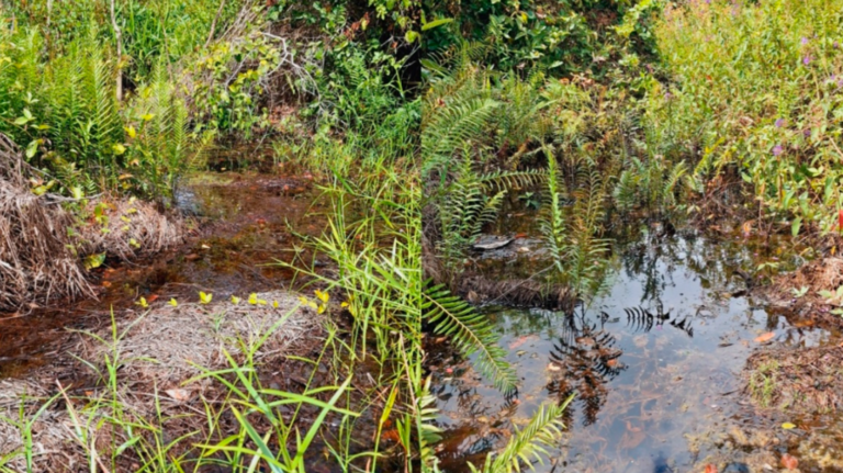 ‘Remarkable’ creature found in puddle surrounded by trash is new Brazil species