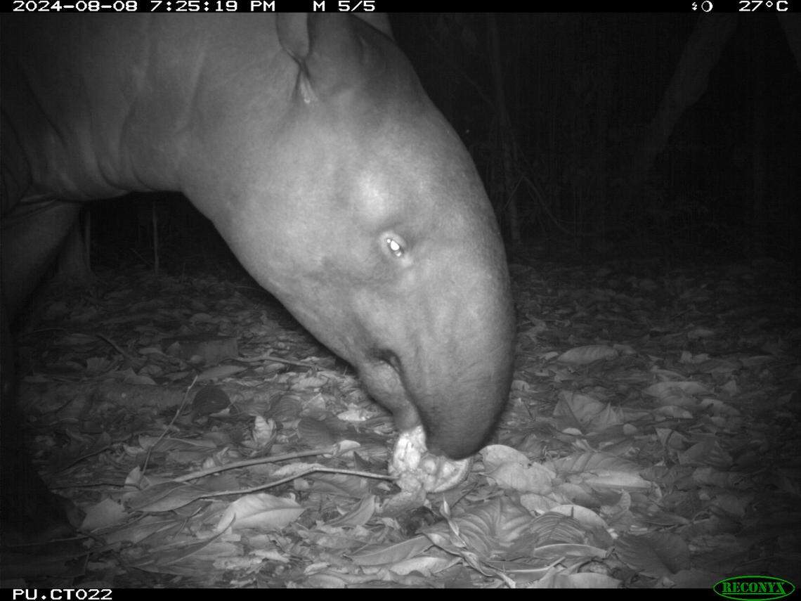 The Malayan tapir seen eating on Pulau Ubin island.