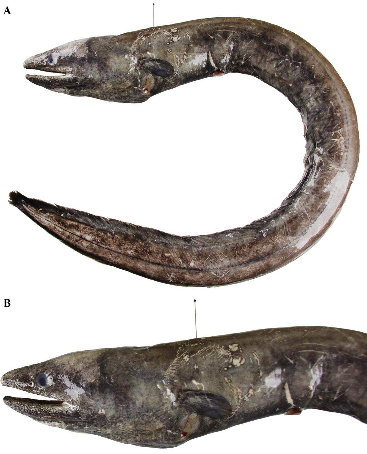 The “large” Meadia roseni eel caught in Vietnam.