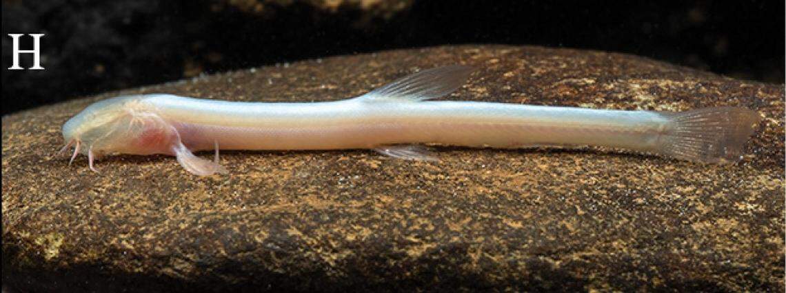 A Protocobitis longibarba, or long-barbel cave loach.