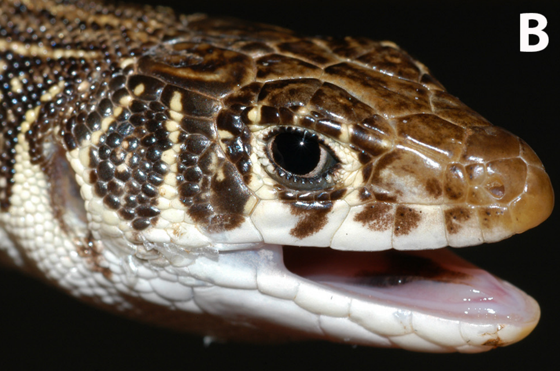 A close-up photo shows a Nucras margaritae, or Margarita’s scrub lizard.