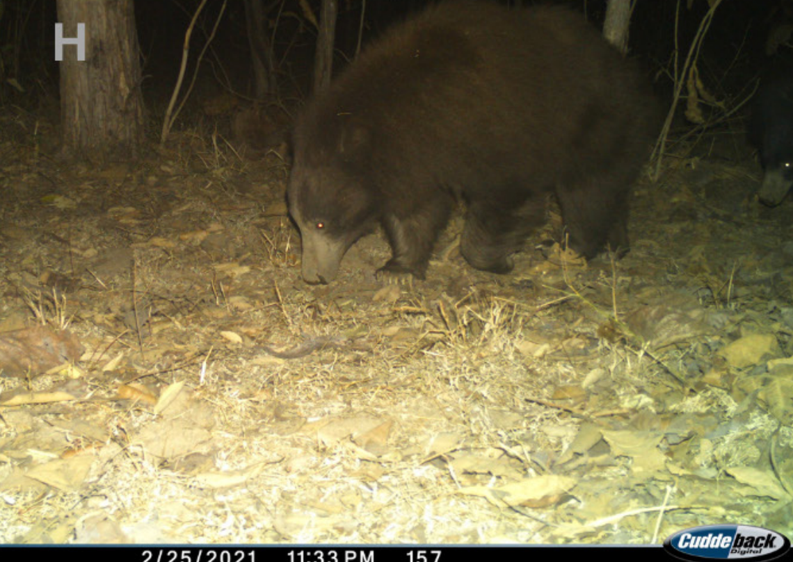 A leucistic sloth bear (center) with a normal-colored cub (right edge) photographed in 2021.