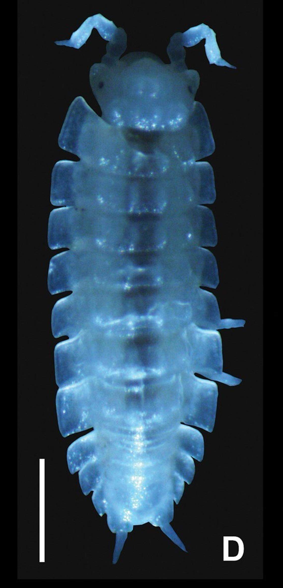 A Baeticoniscus carmonaensis, or Carmona isopod.