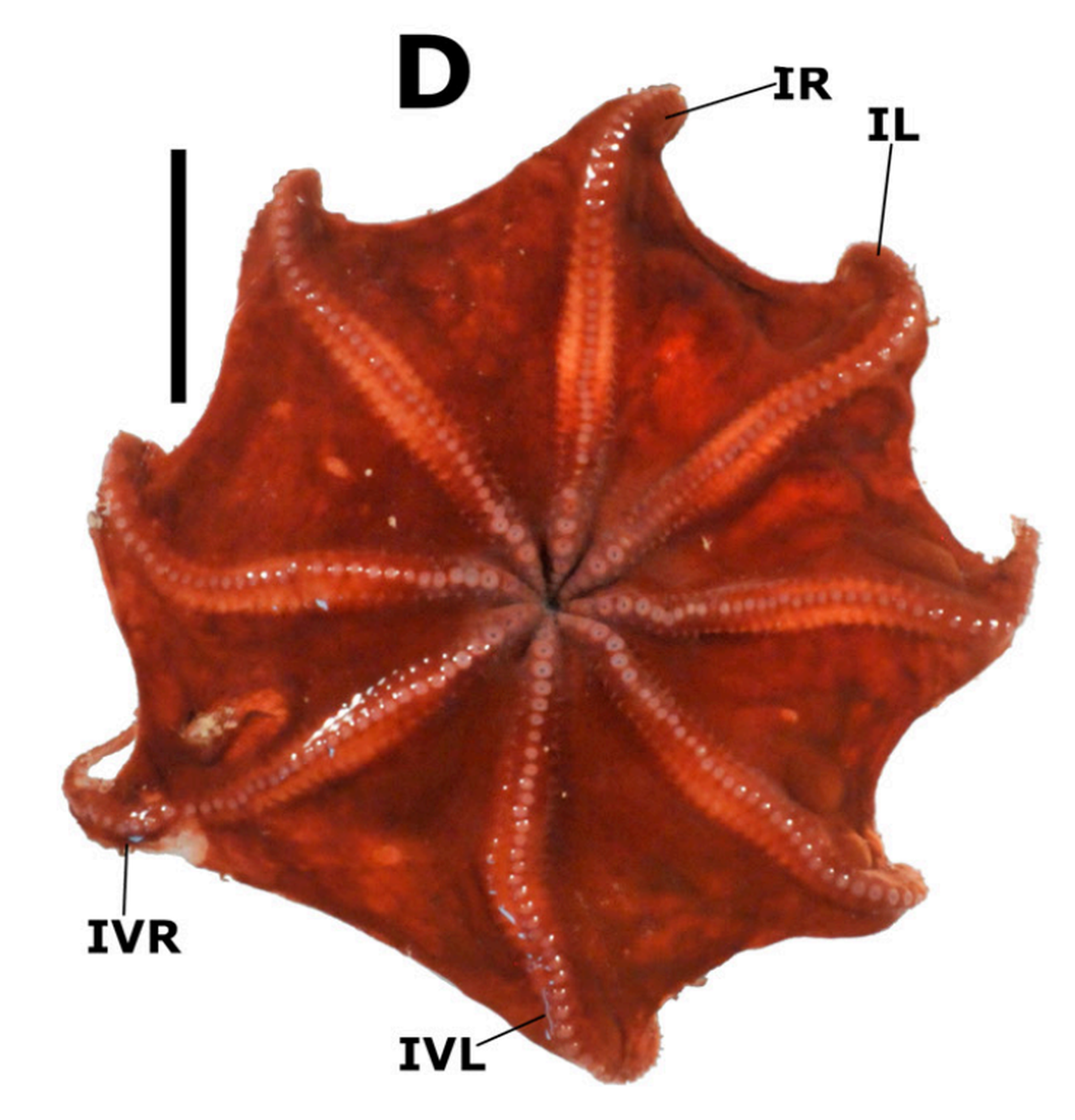 An Opisthoteuthis carnarvonensis, or Carnarvon flapjack octopus, as seen from below.
