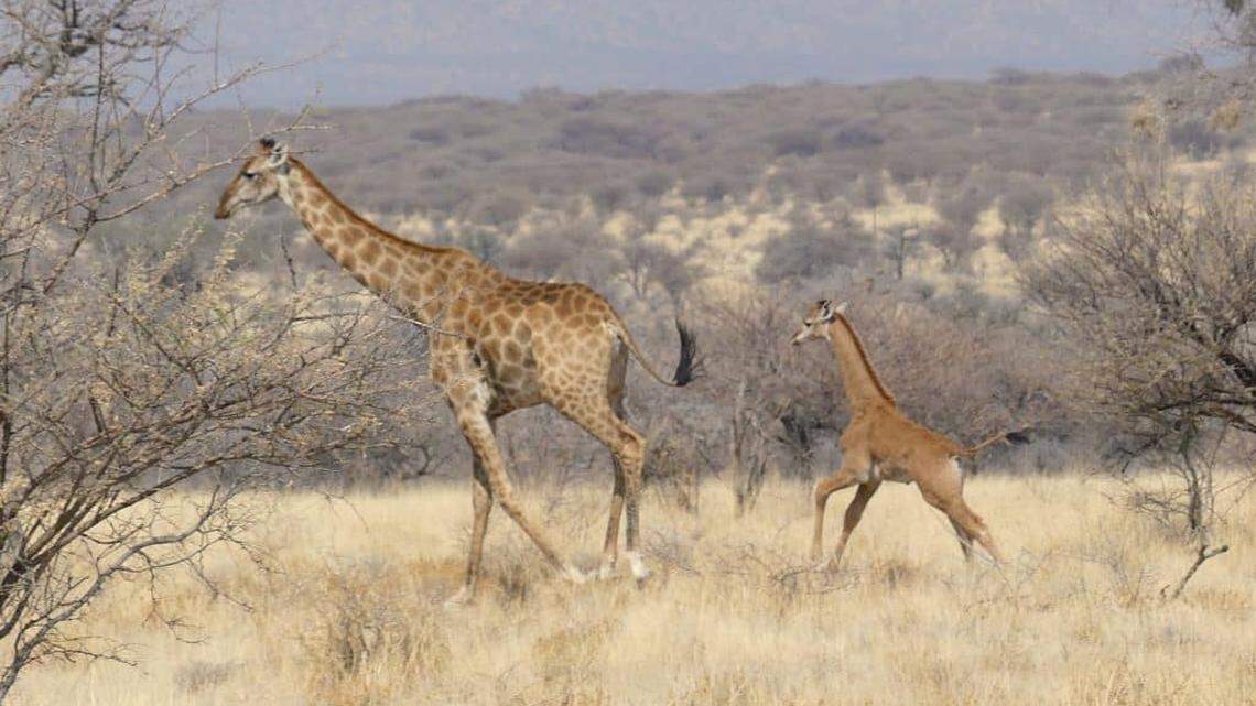 A spotless wild giraffe was photographed for the first time ever in Namibia, a wildlife organization said.