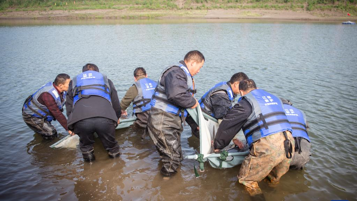 Researchers released two captive-born porpoises in a river in China, monitored them and confirmed the first-of-its-kind project was a success.