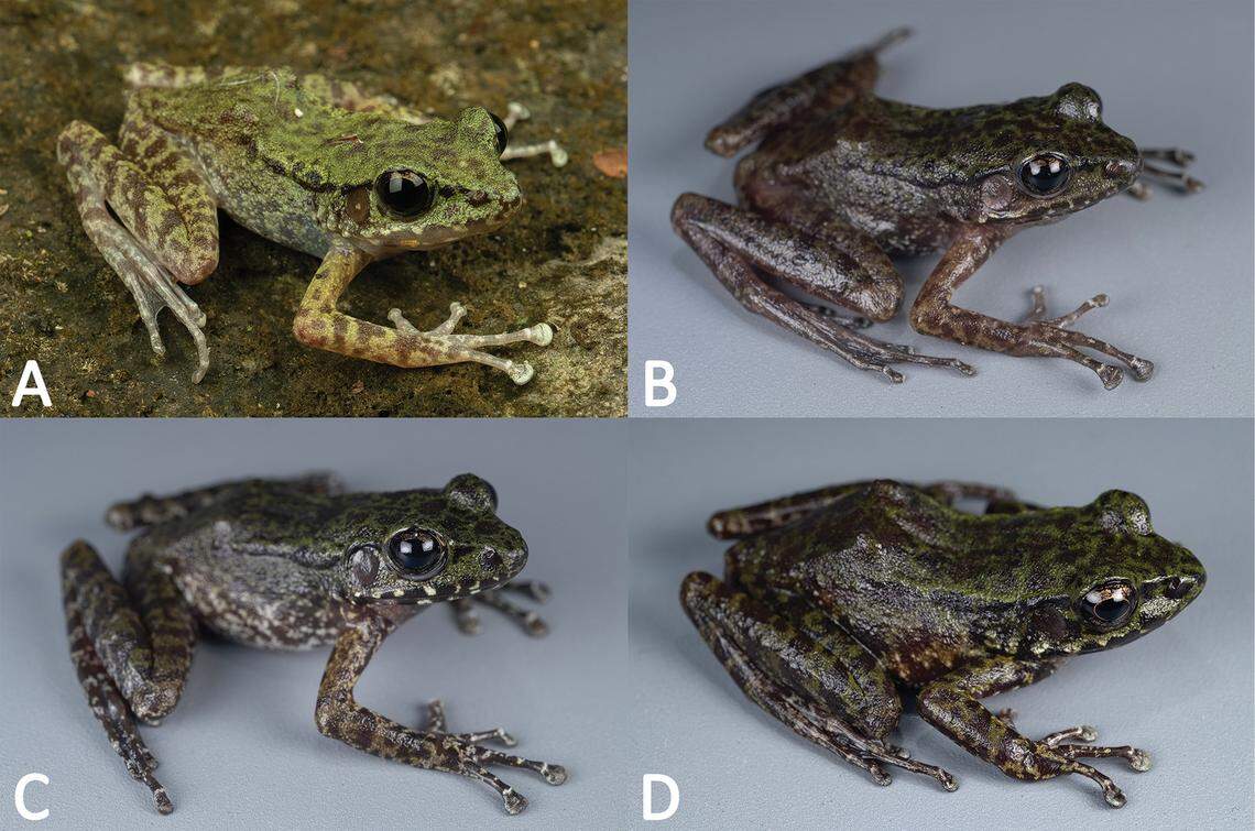 Several Odorrana calciphila, or limestone odorous frogs.