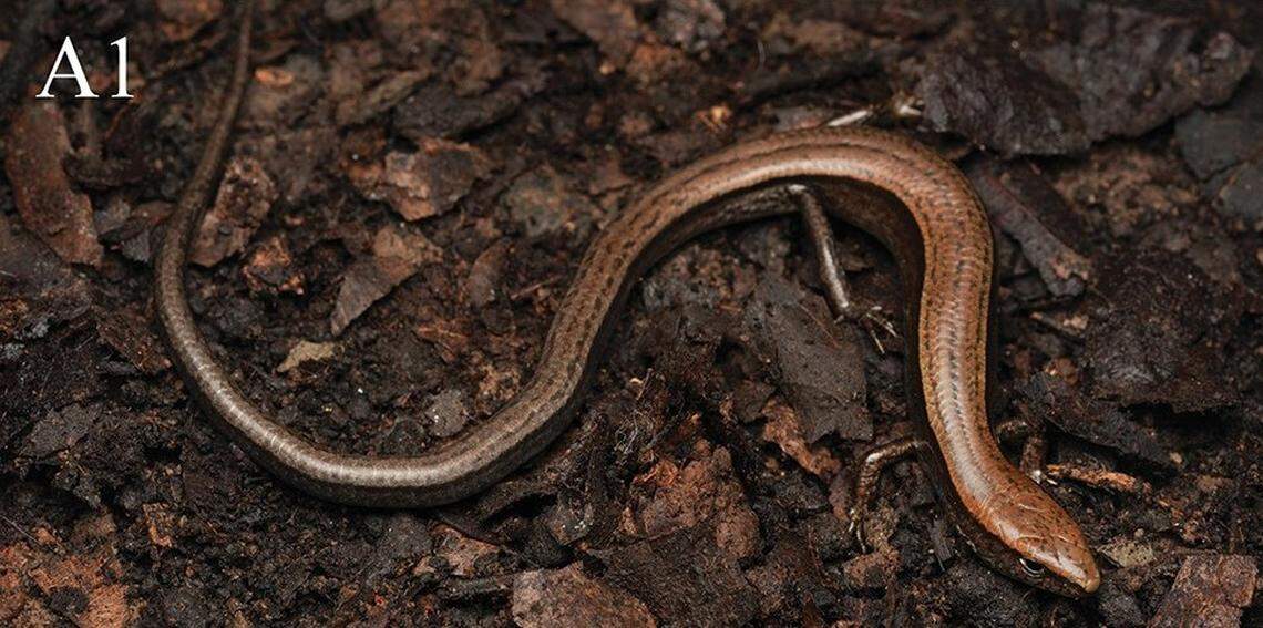 A Scincella qianica, or Guizhou ground skink.