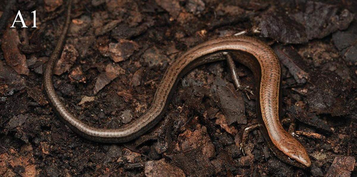A Scincella qianica, or Guizhou ground skink.