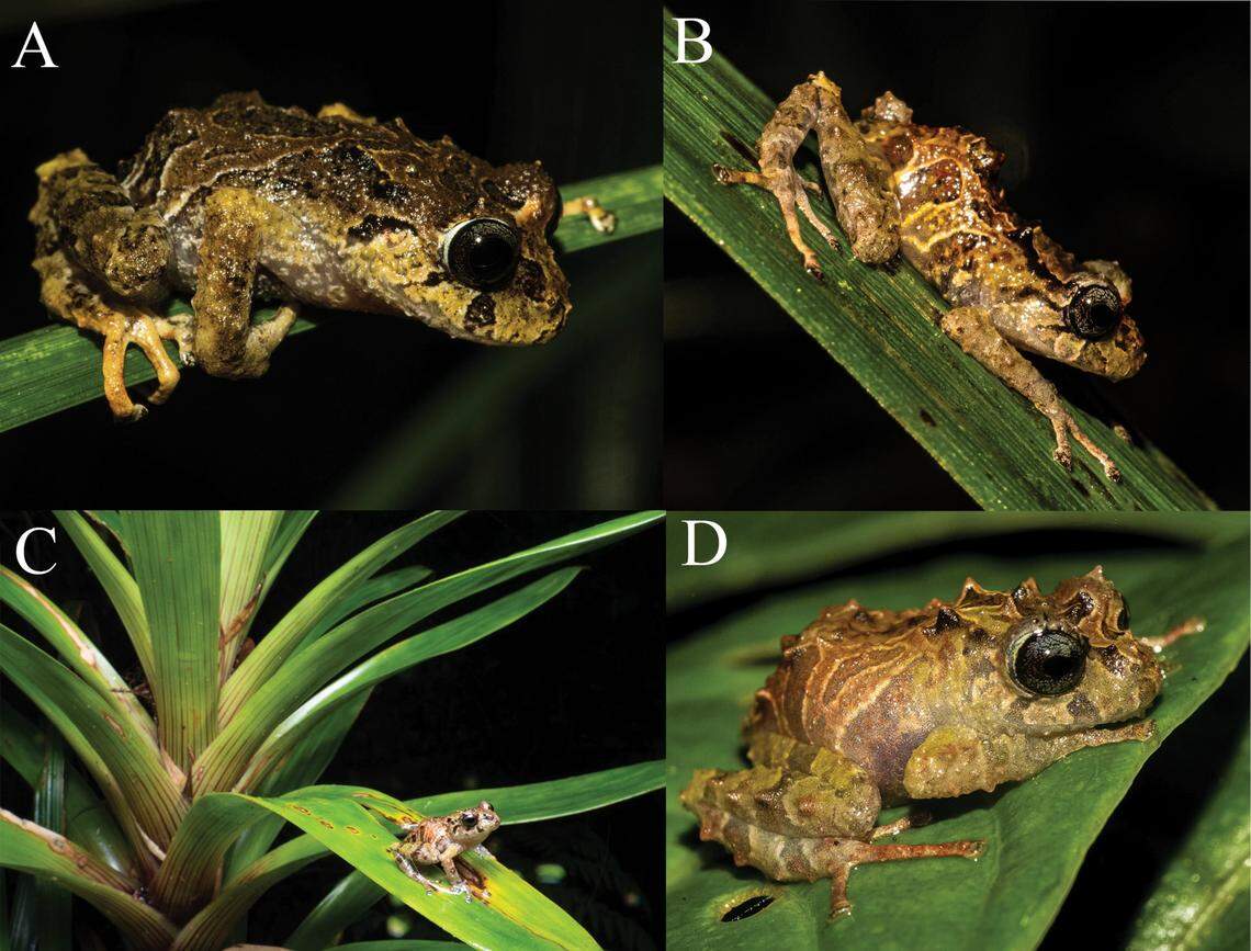 Several Pristimantis normaewingae, or Norma Ewing rain frogs, in their natural habitat.