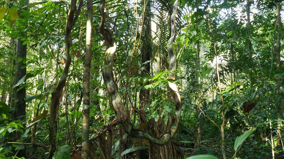 The females were first observed by citizen scientists with the Association for the Study of Mantises of French Guiana.