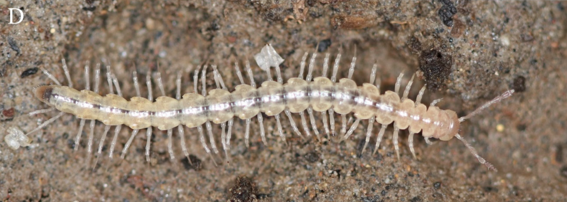A Pleonaraius spelaeus, or Pleonaraius cave millipede.