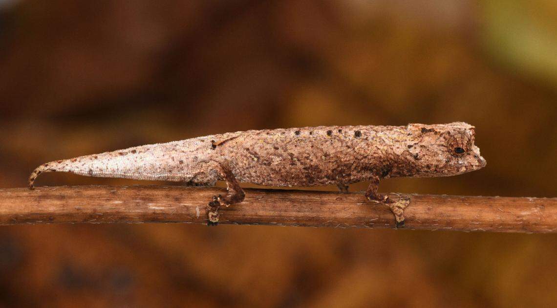 A Brookesia nofy, or Nofy leaf chameleon, perched on a twig.