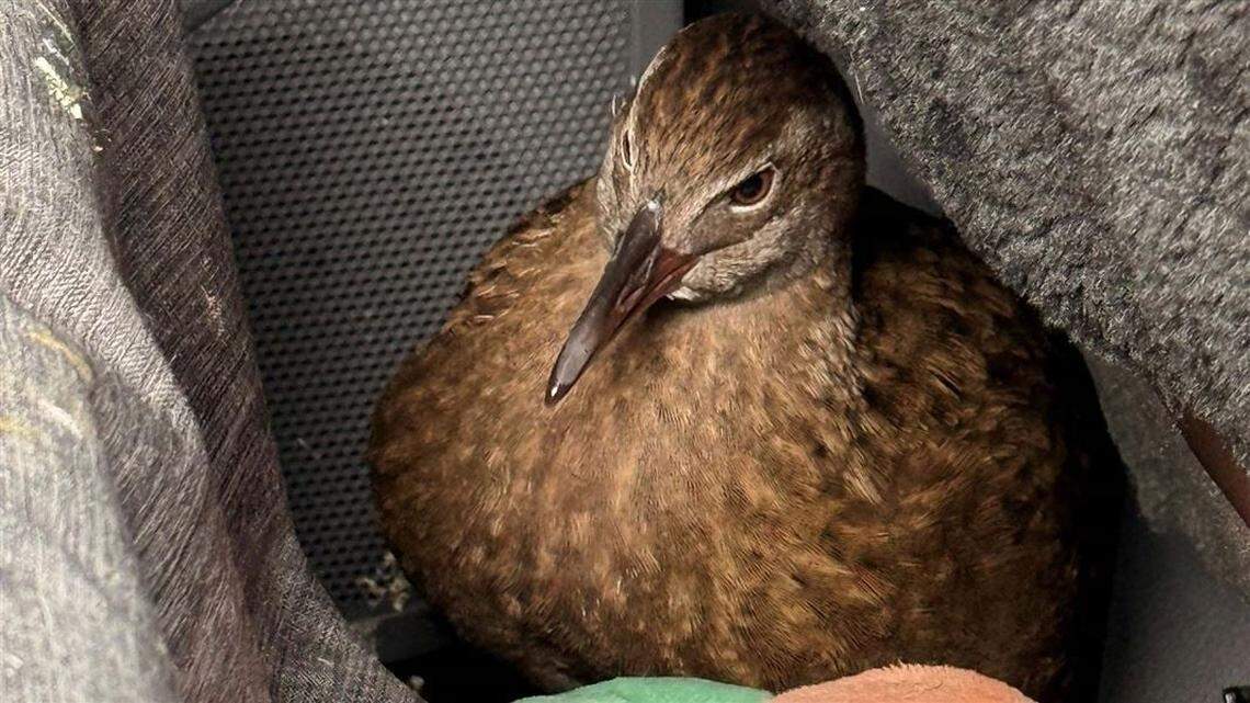 The stowaway weka, a flightless bird, found in a car in New Zealand.