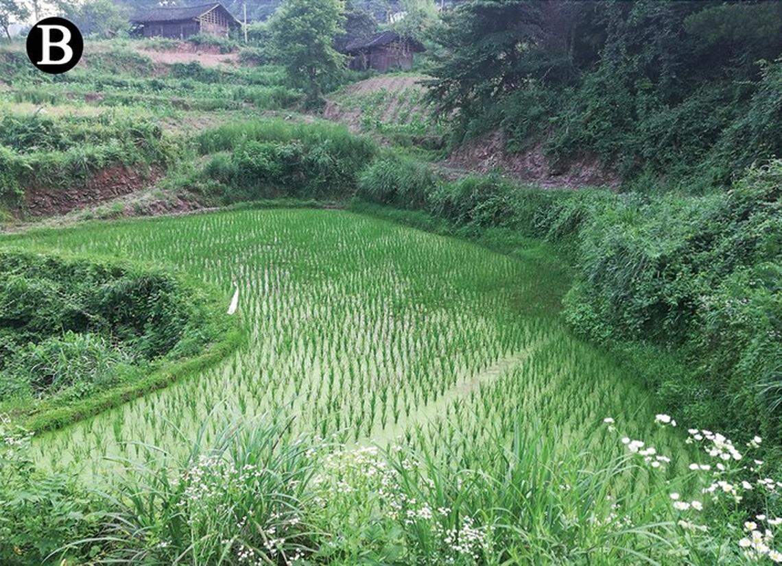 Scientists found “crocodile”-like creatures breeding in a rice field of Hunan and discovered a new species, a study said.