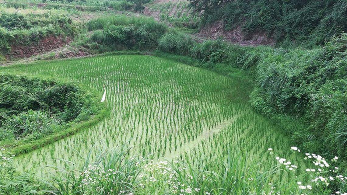 Scientists found some “crocodile”-like creatures breeding in a rice field of Hunan Province and discovered a new species, a study said.