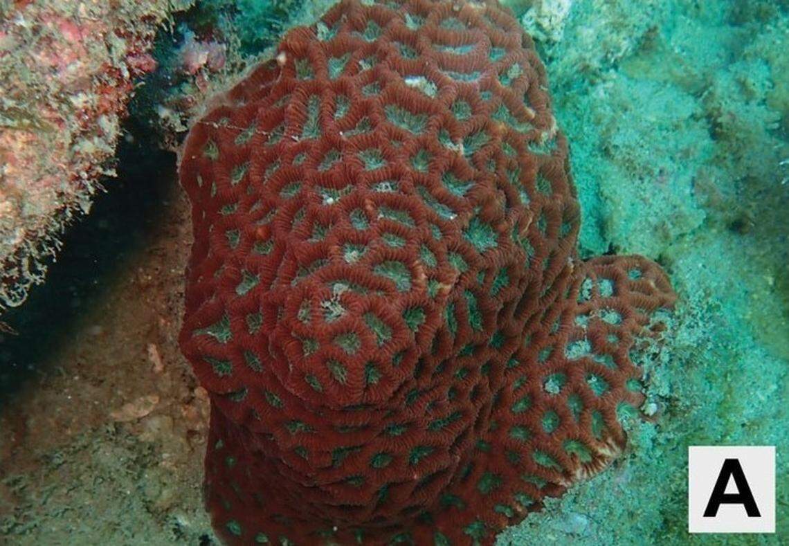 A red Paragoniastrea variabilis, or variable encrusting coral.