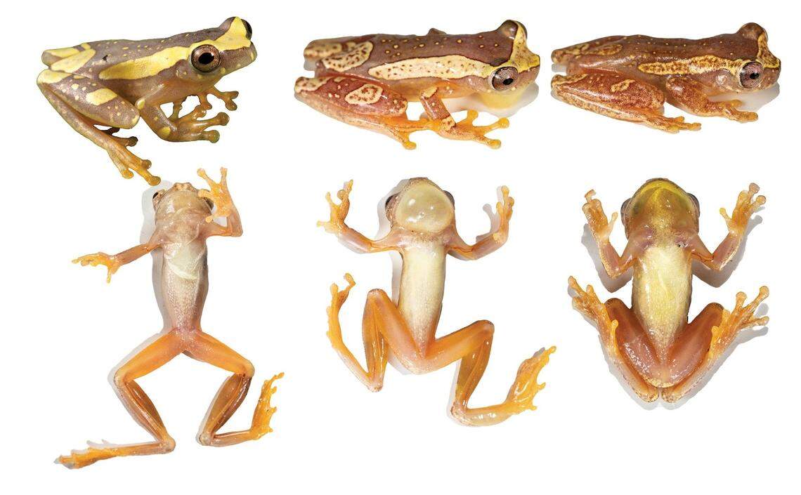 Several Dendropsophus cannatellai, or Cannatella’s tree frogs.