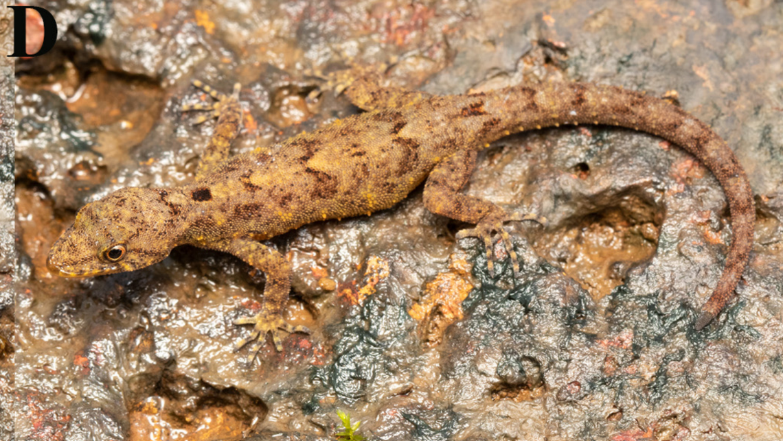 A female Cnemaspis chandoliensis, or Chandoli dwarf gecko, on a rock.