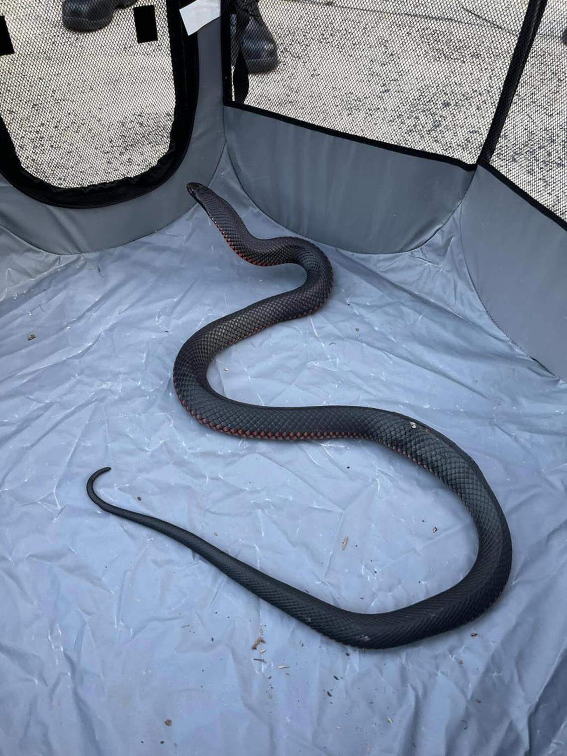 The red-bellied black snake caught outside a home in Sydney.