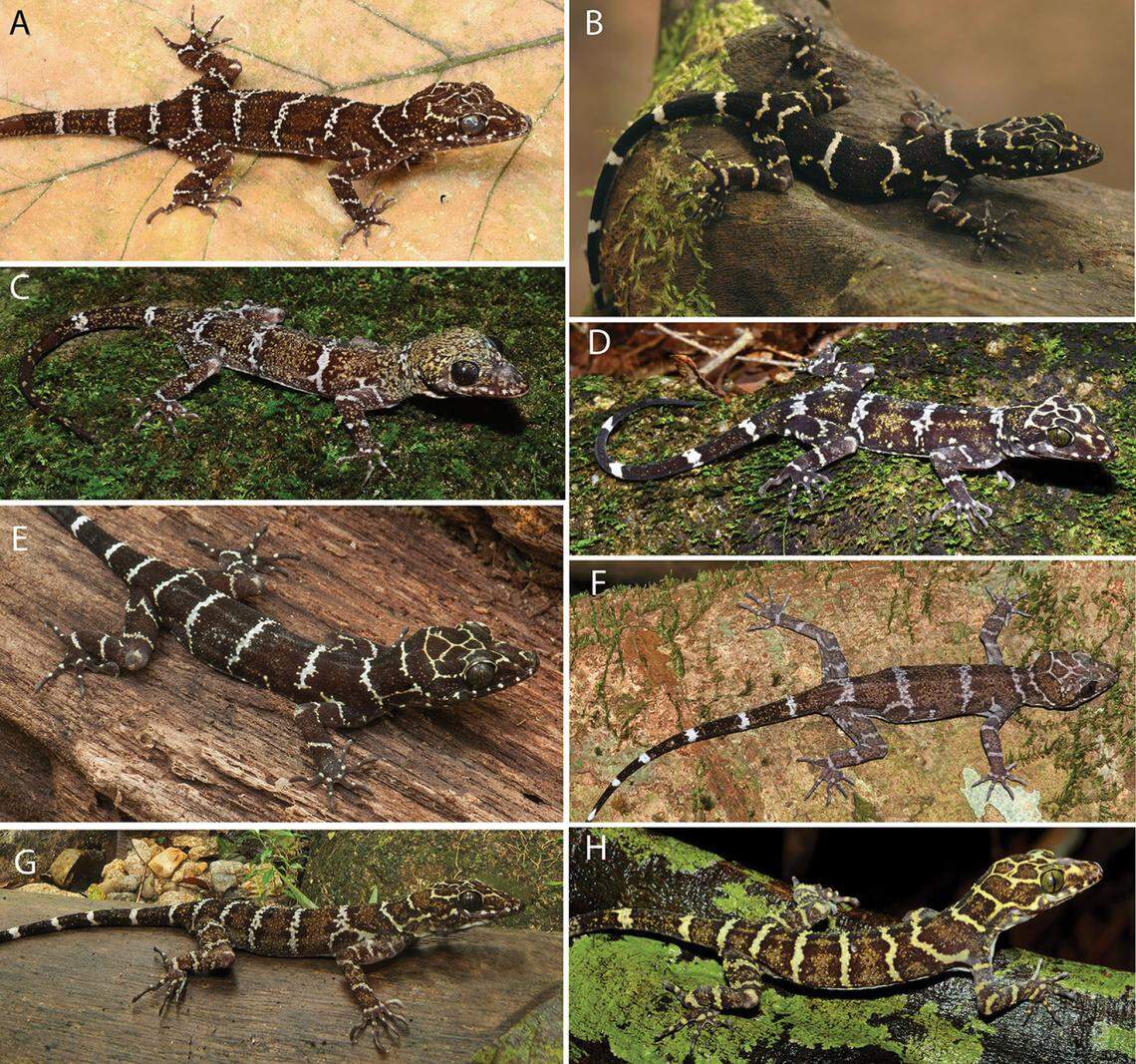 Several Cyrtodactylus peninsularis, or peninsula bent-toed gecko.