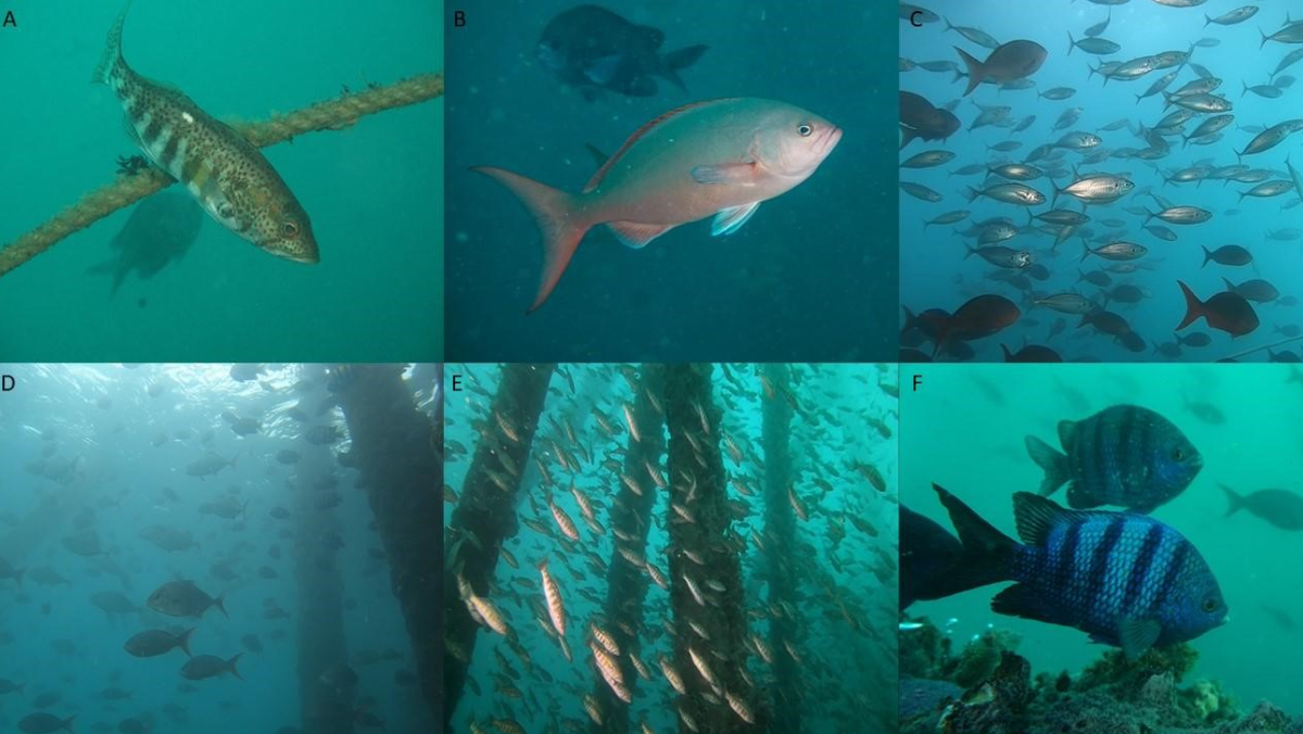 Dominant species around the MX-1 artificial reef include Peruvian rock seabass, Pacific creole-fish, Chilean jack mackerel, longfin yellowtail, and Panamic sergeant major, researchers said.
