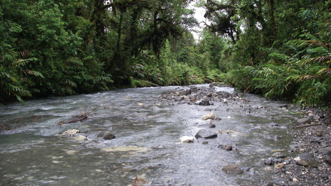 Scientists found a pregnant creature with lace-like eyelids in a forest of Papua New Guinea and discovered a new species, a study said.