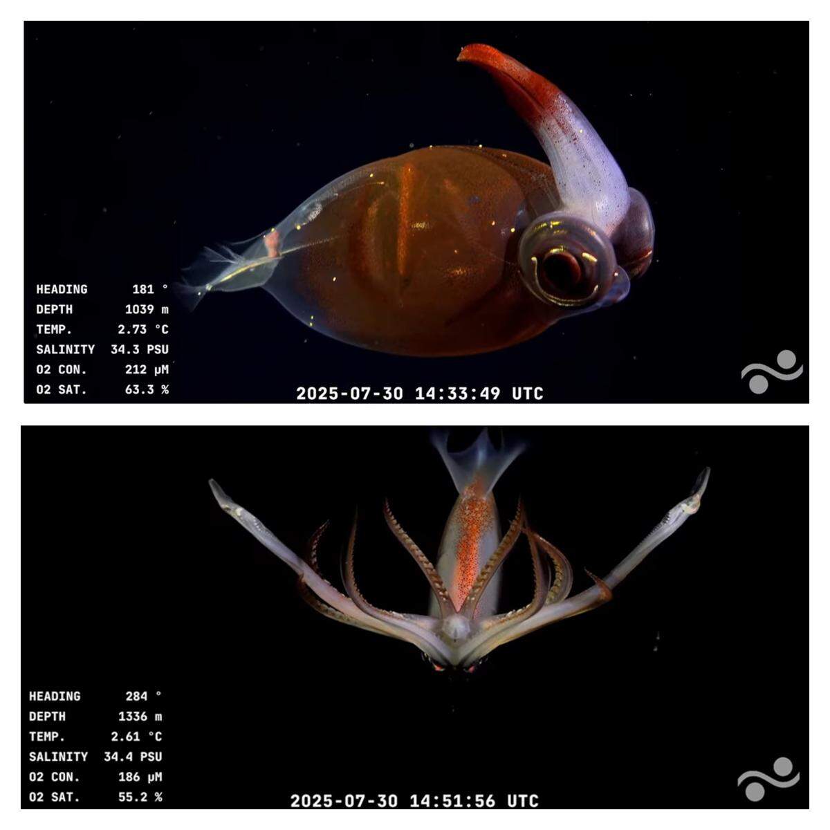This is the first time the Schmidt Ocean Institute’s ROV submersible “SuBastian” is being used in Argentine waters.