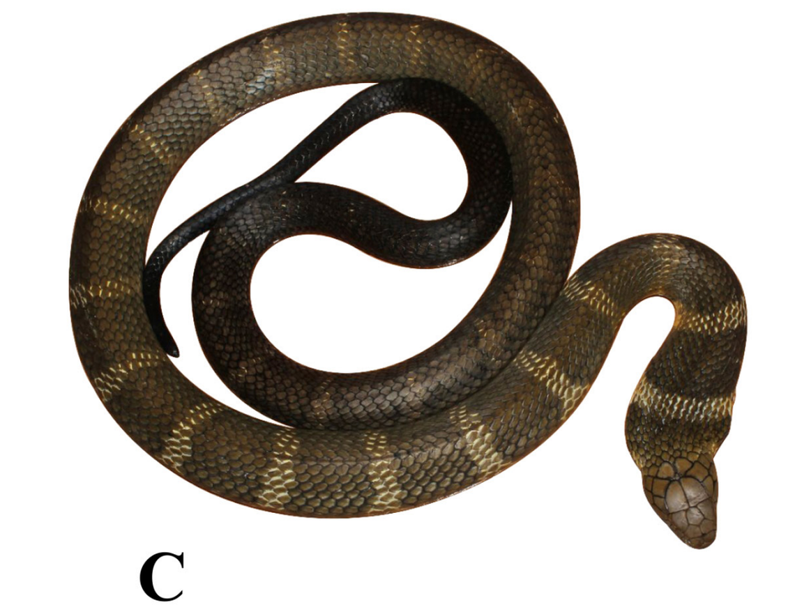 An Ophiophagus kaalinga, or Western Ghats king cobra.