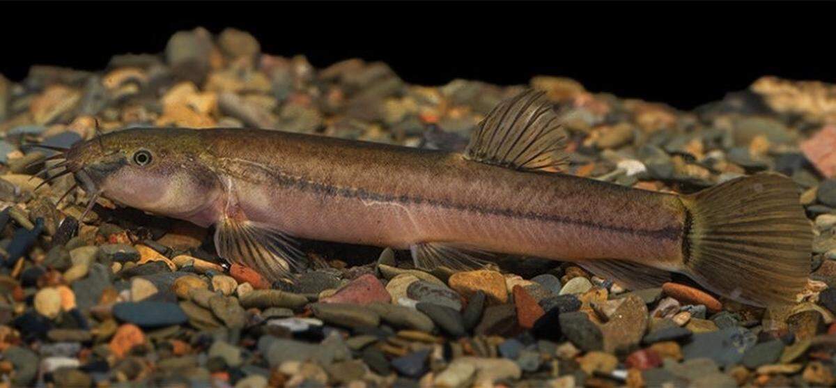 An Oreonectes qinae, or Qin’s hilly loach.