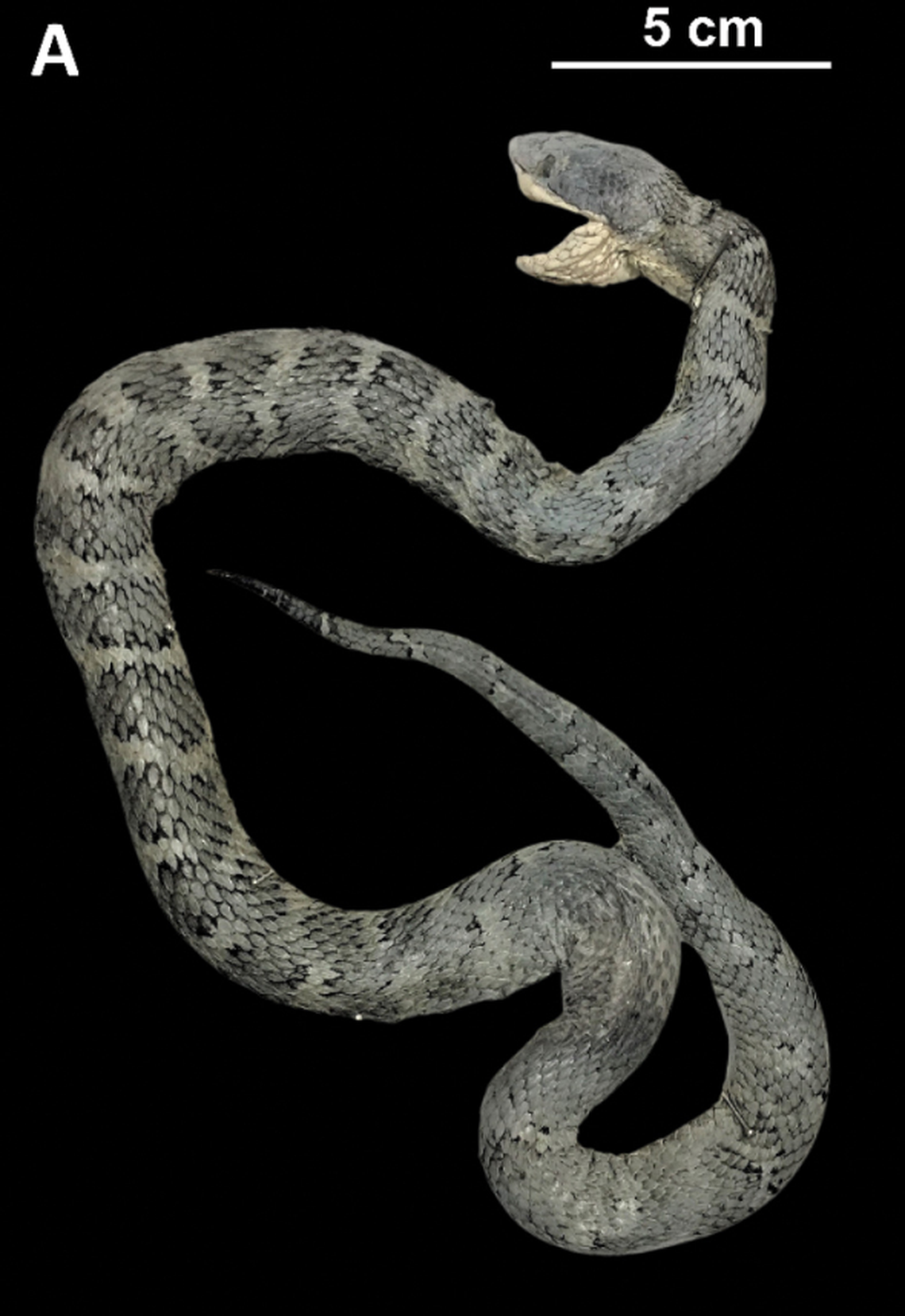 A Gloydius intermedius, or Central Asian pit viper, from Pyeongyang, North Korea.