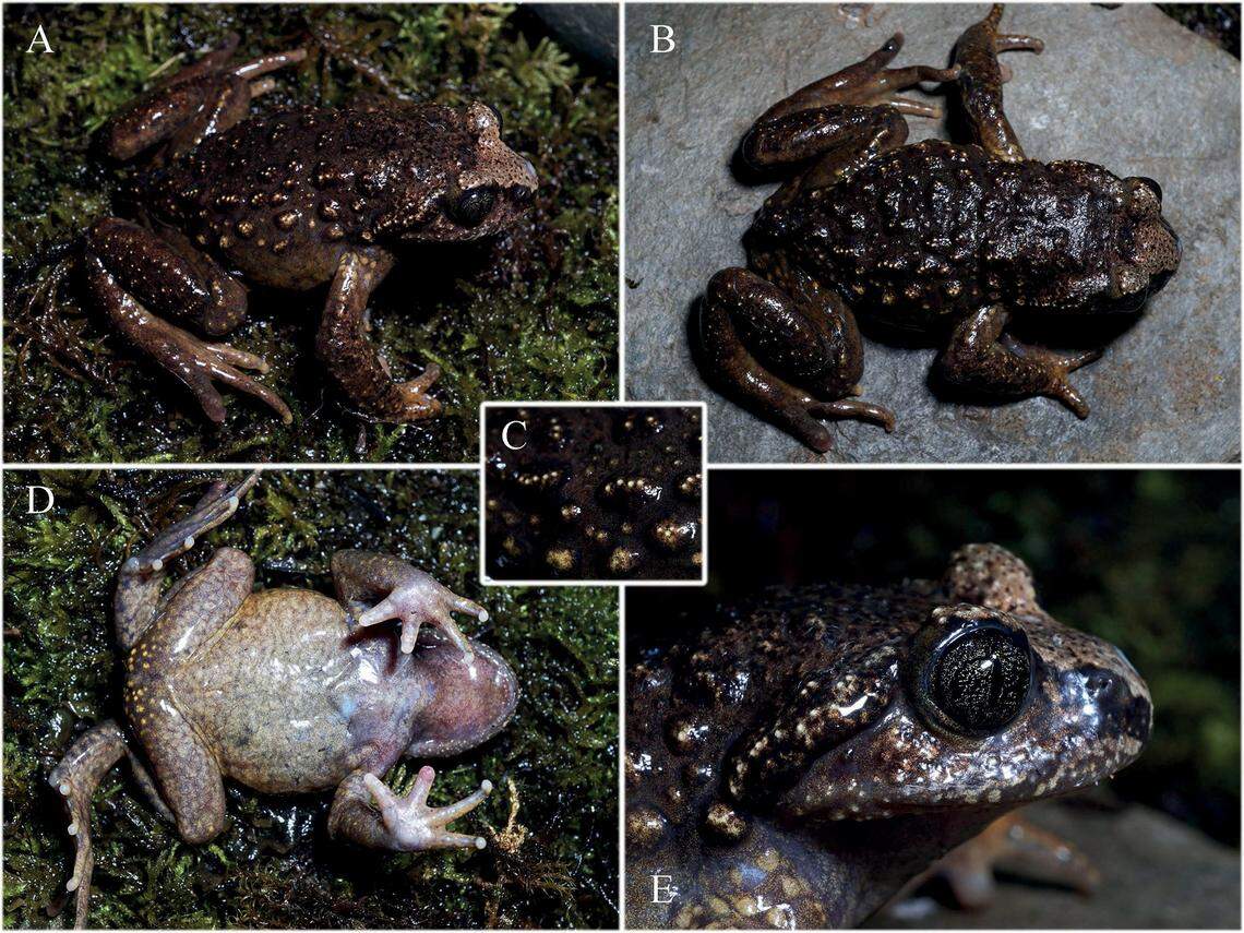 A Scutiger luozhaensis, or Luozha lazy toad, as seen from several different angles.