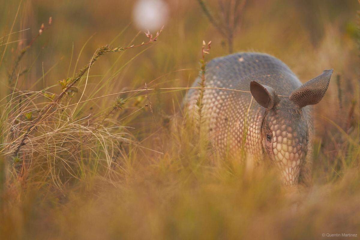 The new species Dasypus guianensis, or the Guianan long-nosed armadillo.