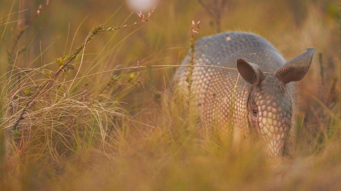 Scientists found a widespread armadillo is four distinct species, a study said. One of these, the Guianan long-nosed armadillo pictured above, is a new species.