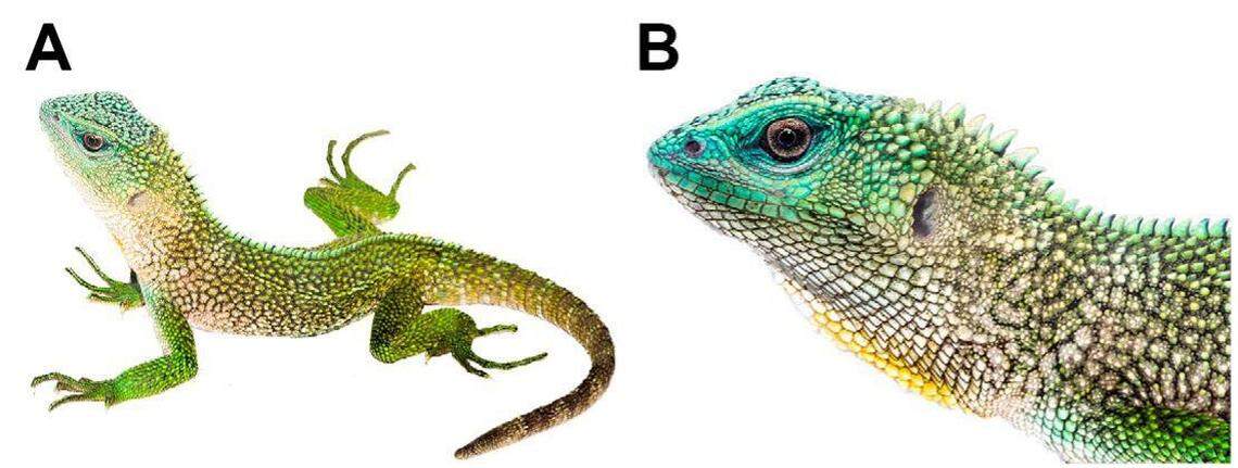 A male Enyalioides cyanocephalus, or blue-headed wood lizard.