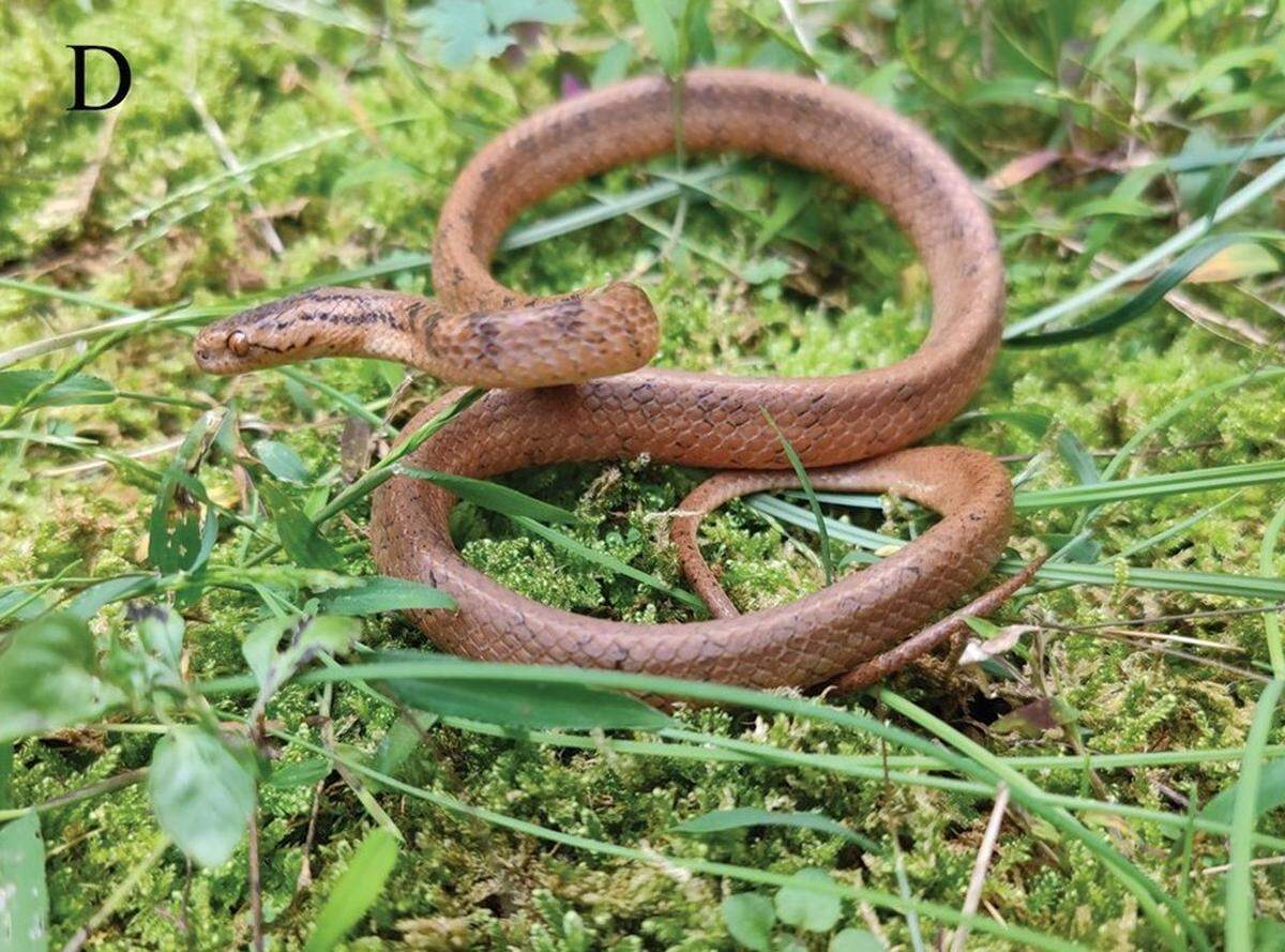 A Pareas dabieshanensis, or Dabie Mountains slug-eating snake.