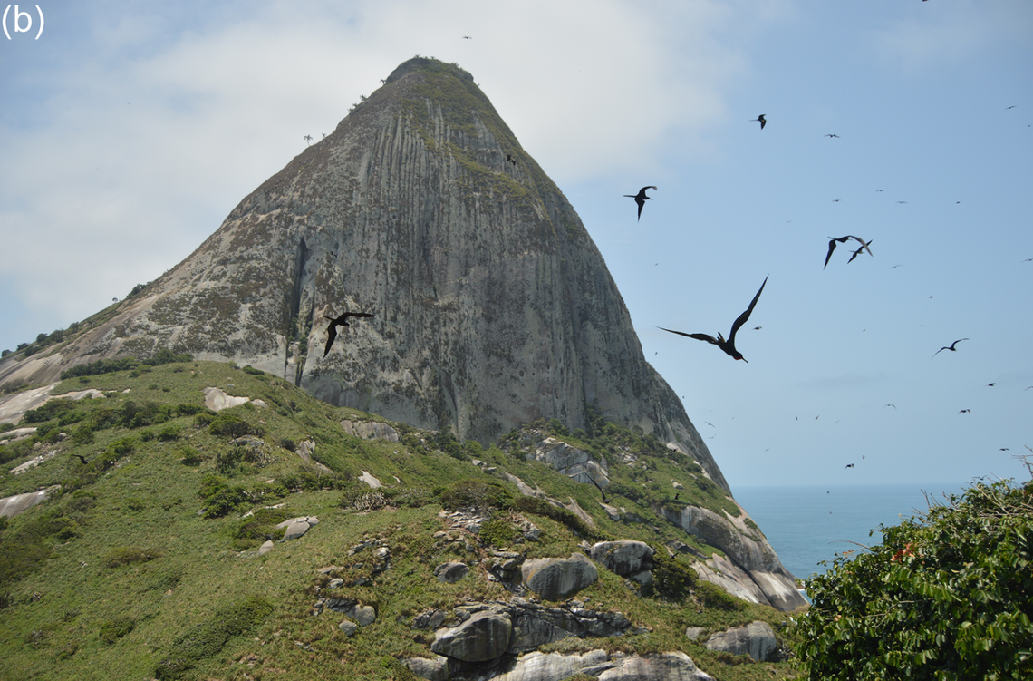 The island was used by the Brazilian Navy for decades for military exercises which caused significant disruptions to native plants, according to the study. They have since been relocated.