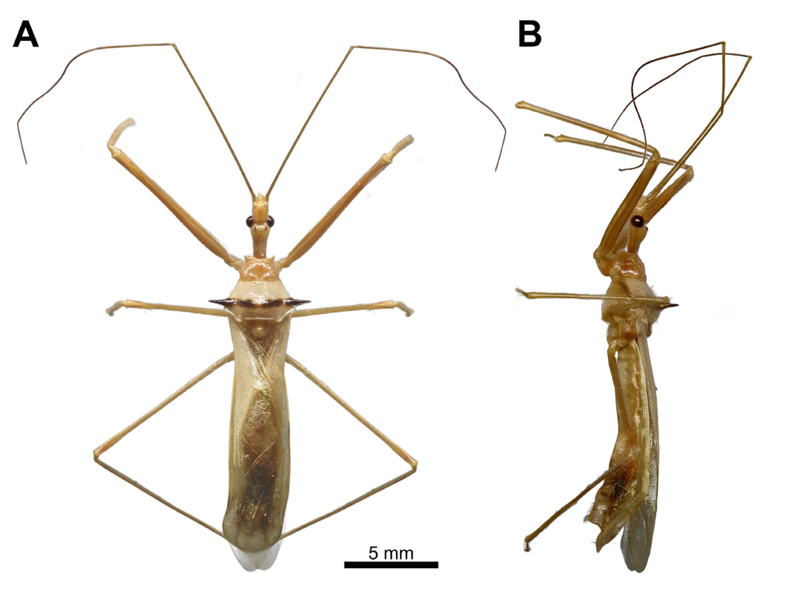 Epidaus konkakinhensis has a large, pale body with notably long segments that connect its antennae to its head, the study said.