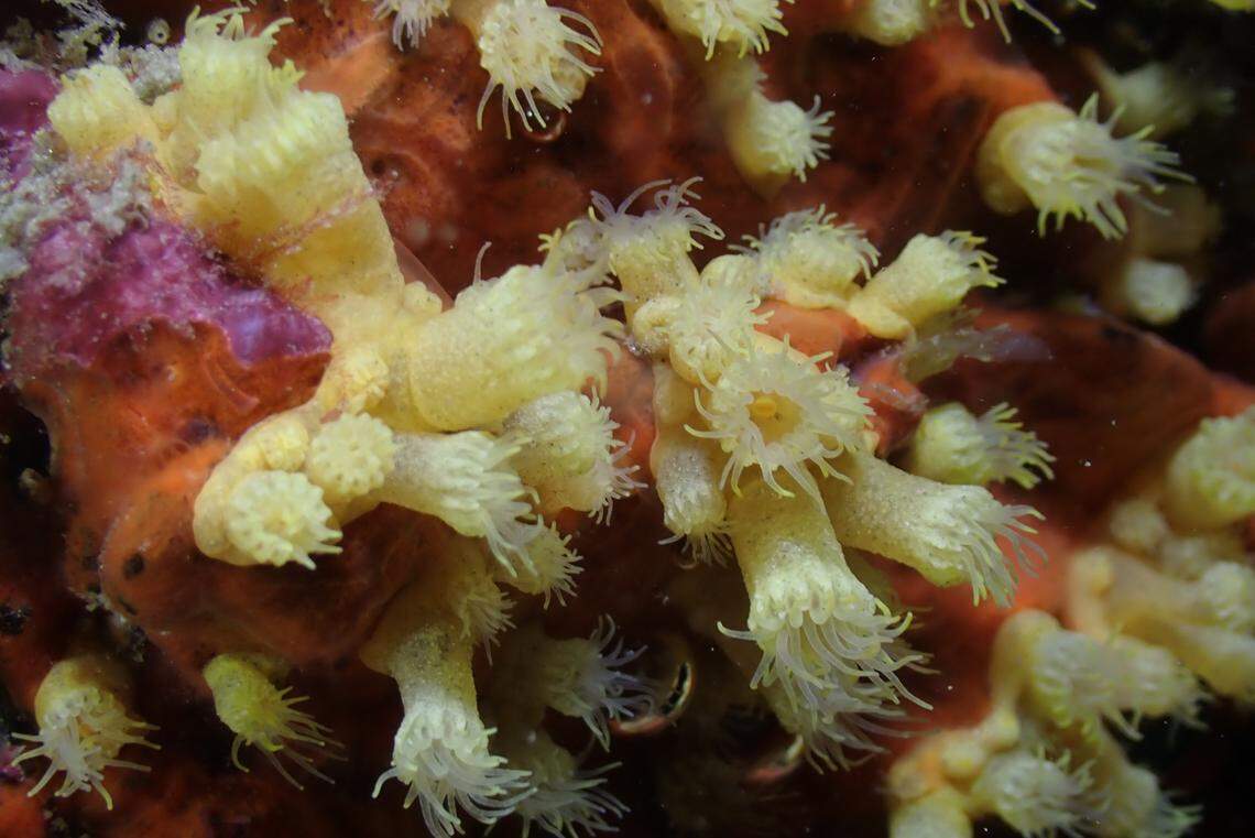A Parazoanthus franciscae, or Francisca’s cluster anemone, as seen up close.