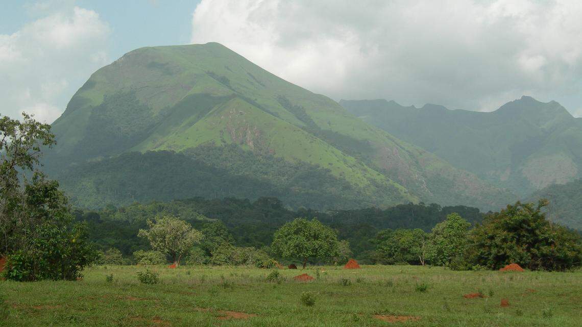 Scientists found a well-camouflaged animal laying eggs in a forest and discovered a new species: a study said. Photo shows a representative area of Nimba Nature Reserve.