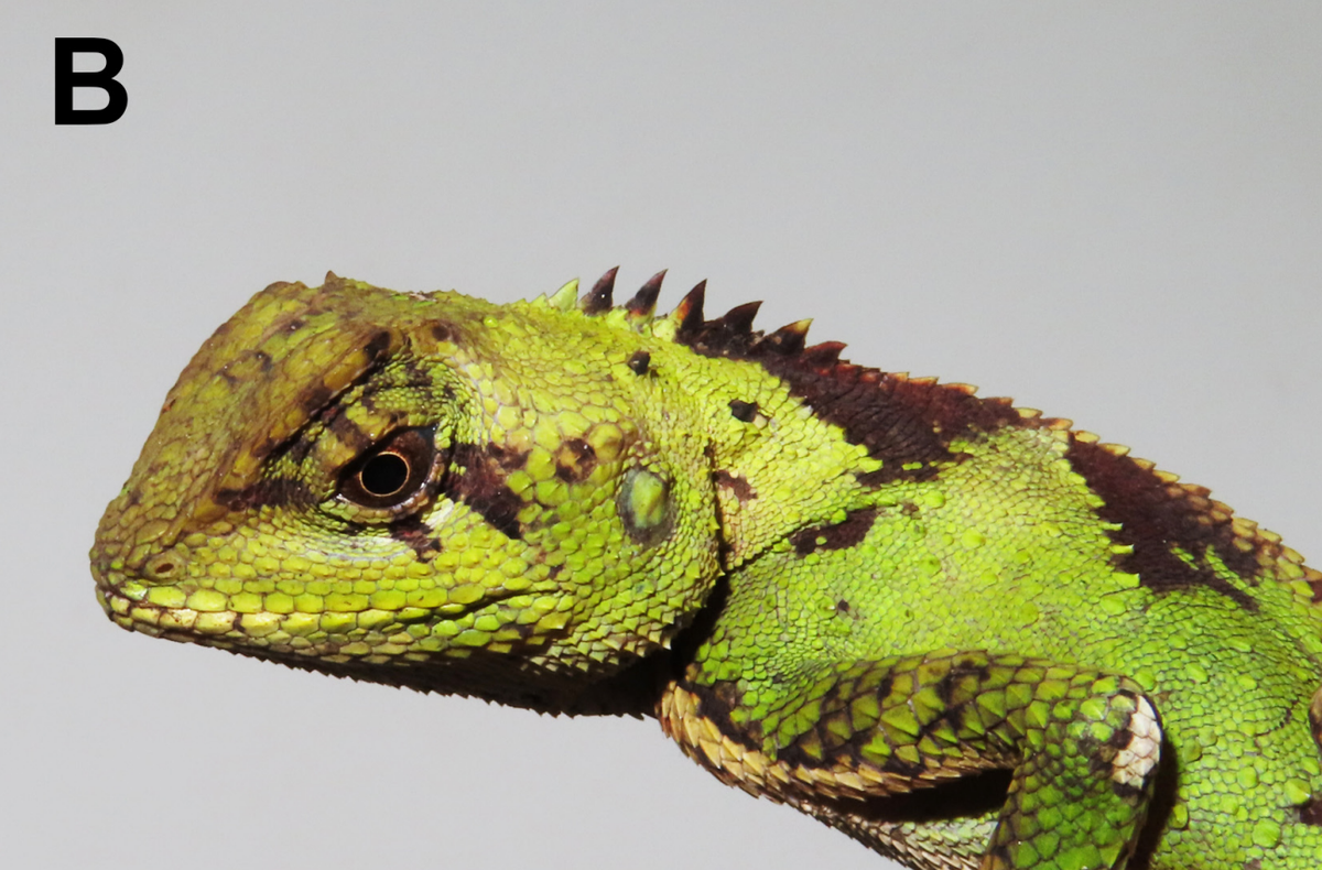 A male Acanthosaura grismeri, or Grismer’s pricklenape lizard, seen up close.