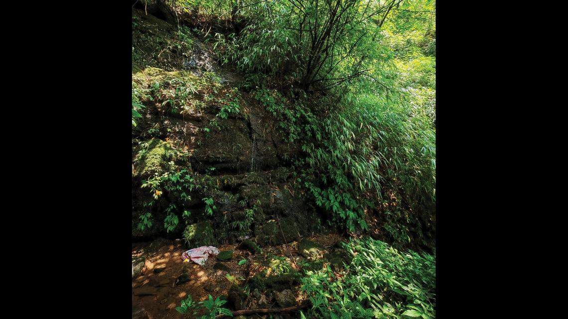 Scientists found a “large”-eyed creature with “long” arms in a rocky crevice in a  forest of China and discovered a new species, a study said.