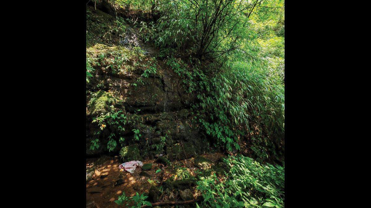 Scientists found a “large”-eyed creature with “long” arms in a rocky crevice in a  forest of China and discovered a new species, a study said.