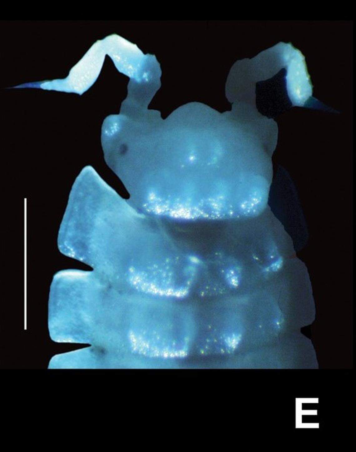 A Baeticoniscus carmonaensis, or Carmona isopod, seen up close.