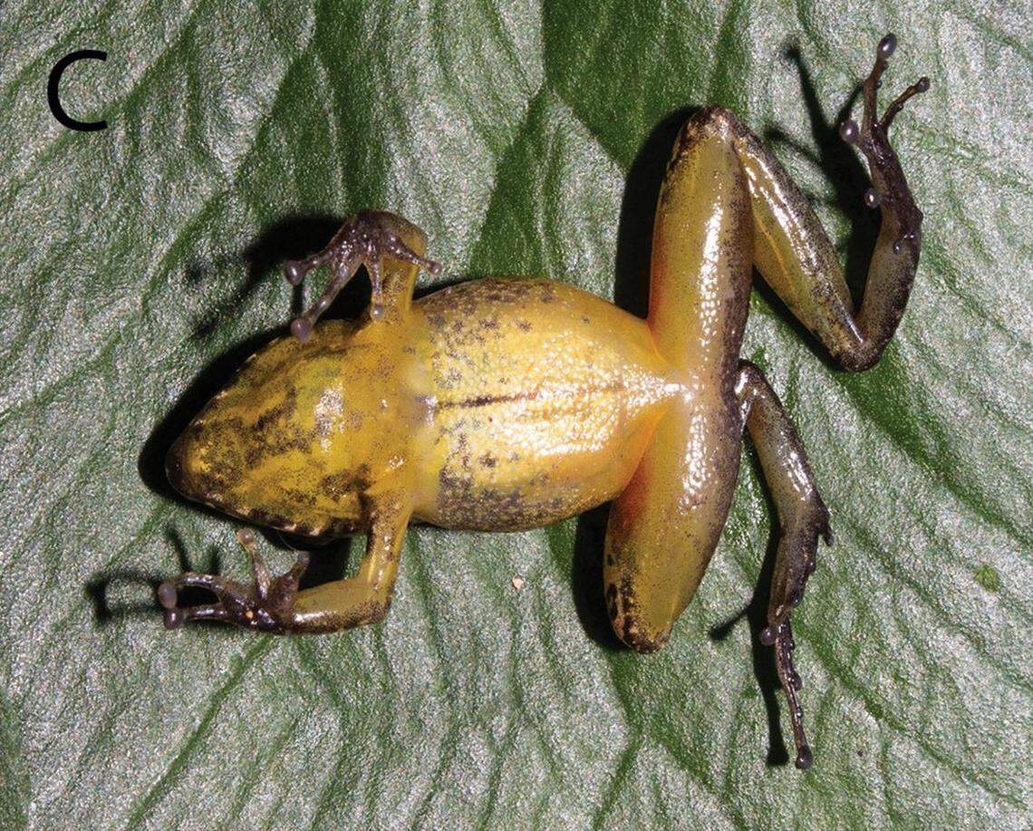 The underside of a Pristimantis similaris, or similar rubber frog.