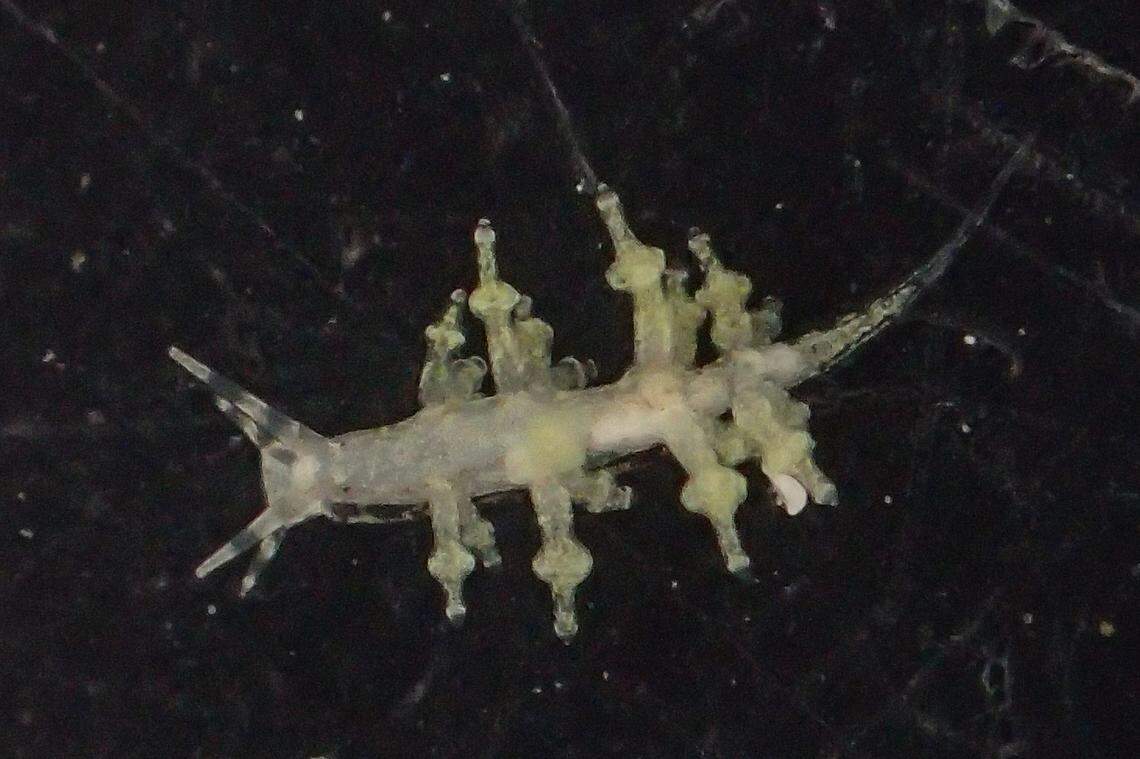 A Phestilla arnoldi, or Arnold’s sea slug.