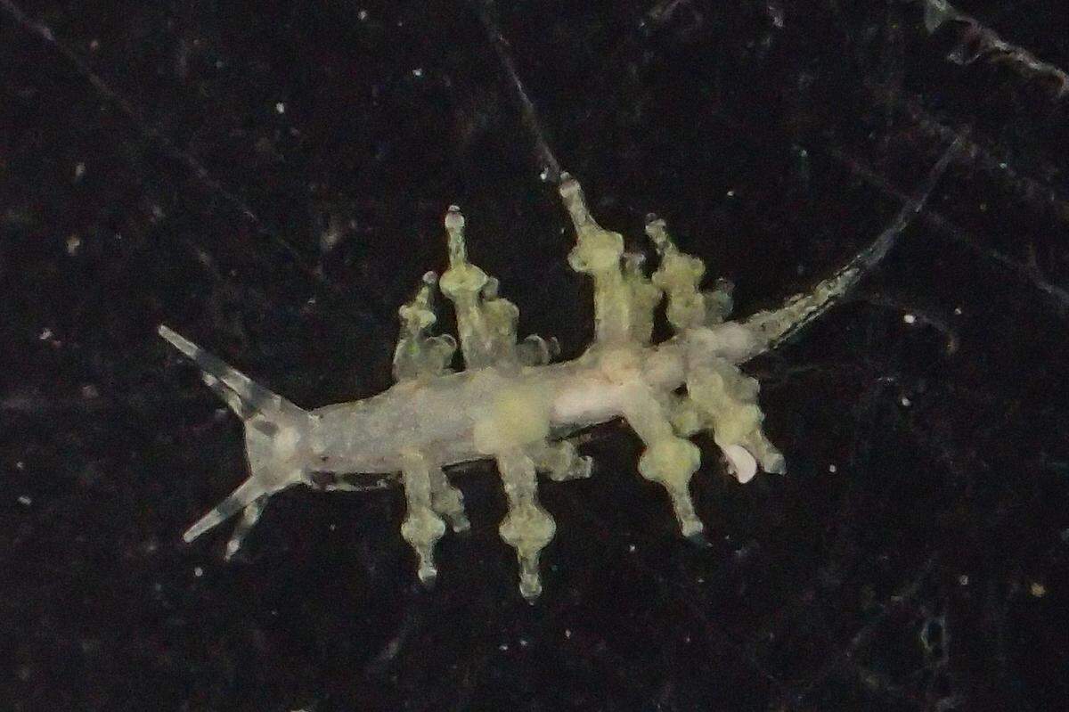 A Phestilla arnoldi, or Arnold’s sea slug.