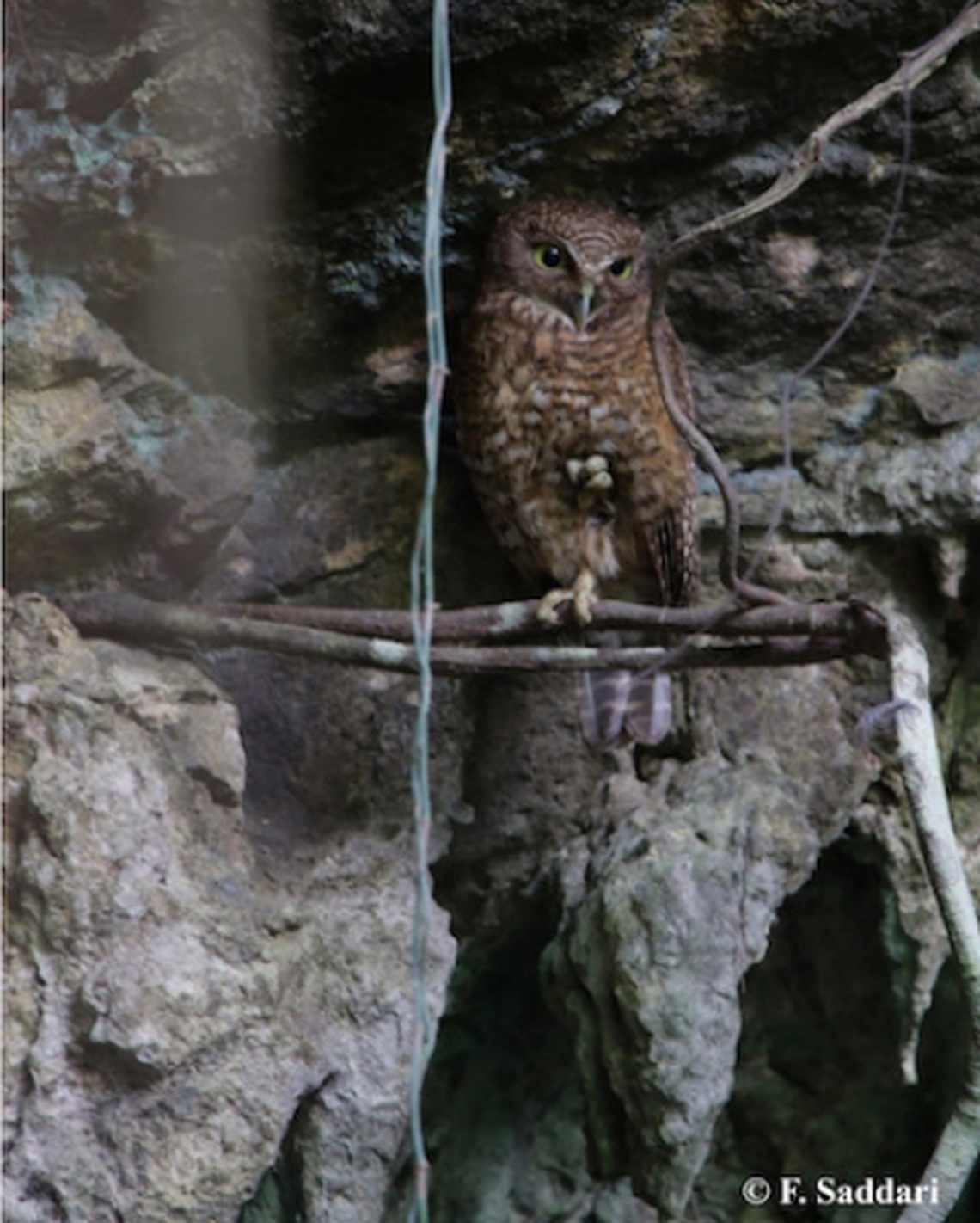 The Sulu boobook, or Ninox reyi, seen at Balobok rock shelter.