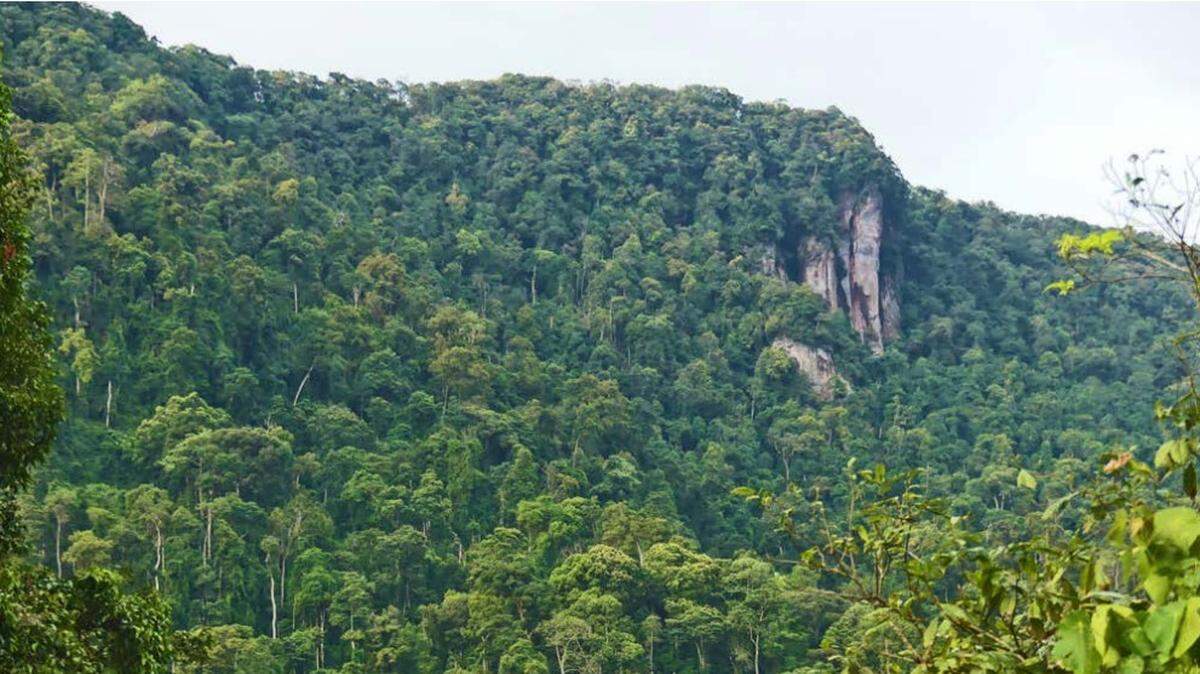 Científicos encontraron una criatura de ojos “grandes” y cabeza “triangular” sobre una cueva en Vietnam y descubrieron una nueva especie, según un reciente estudio.