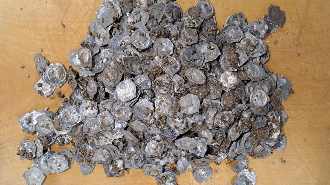 Pipeline construction in Glottertal uncovered about 1,600 coins from 650 years ago, archaeologists said. Photos show the silver treasures.